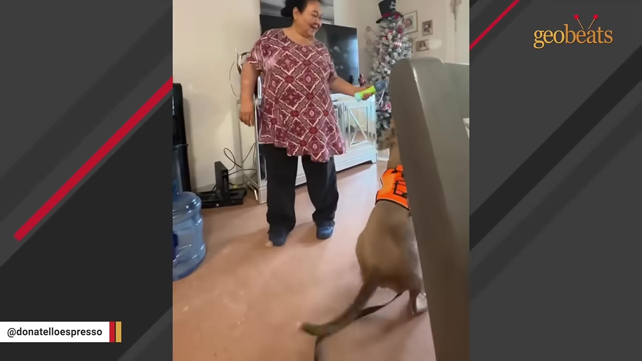 A woman in a patterned red shirt and dark pants stands in a living room, holding a toy and smiling at a brown dog wearing an orange vest.
