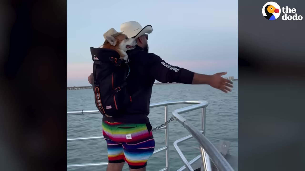 A man wearing a cowboy hat stands on a boat looking out at the water, carrying a corgi dog in a backpack who is also wearing a small cowboy hat.