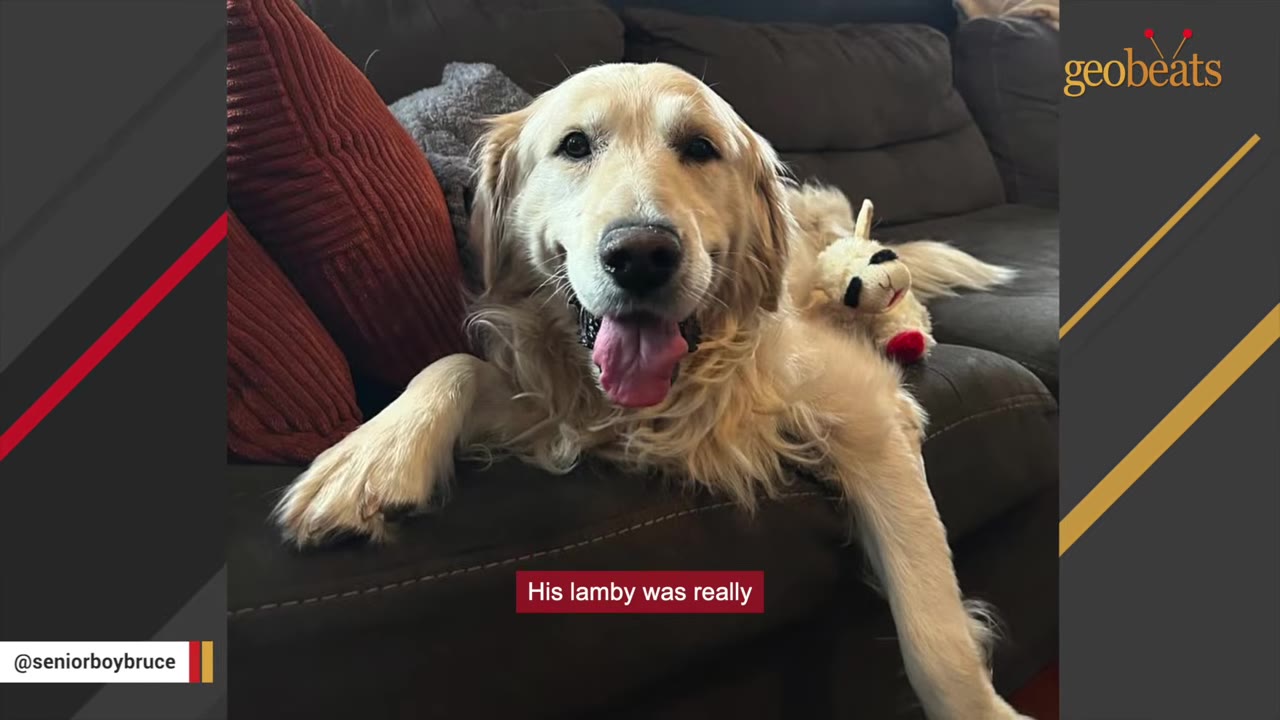 A happy golden retriever lies on a dark brown couch next to a small plush lamb toy.