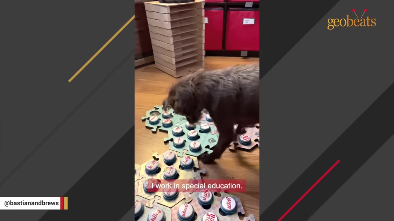 A small brown scruffy dog stands over a puzzle-shaped board of colorful communication buttons on a wooden floor, with a subtitle reading 'I work in special education.'