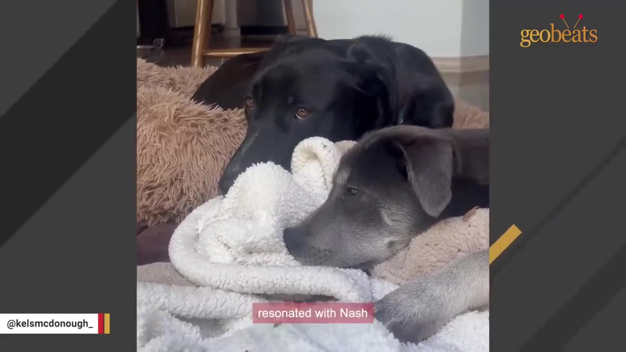 A large black dog and a smaller grey dog lie close together on a fluffy dog bed with a white blanket.