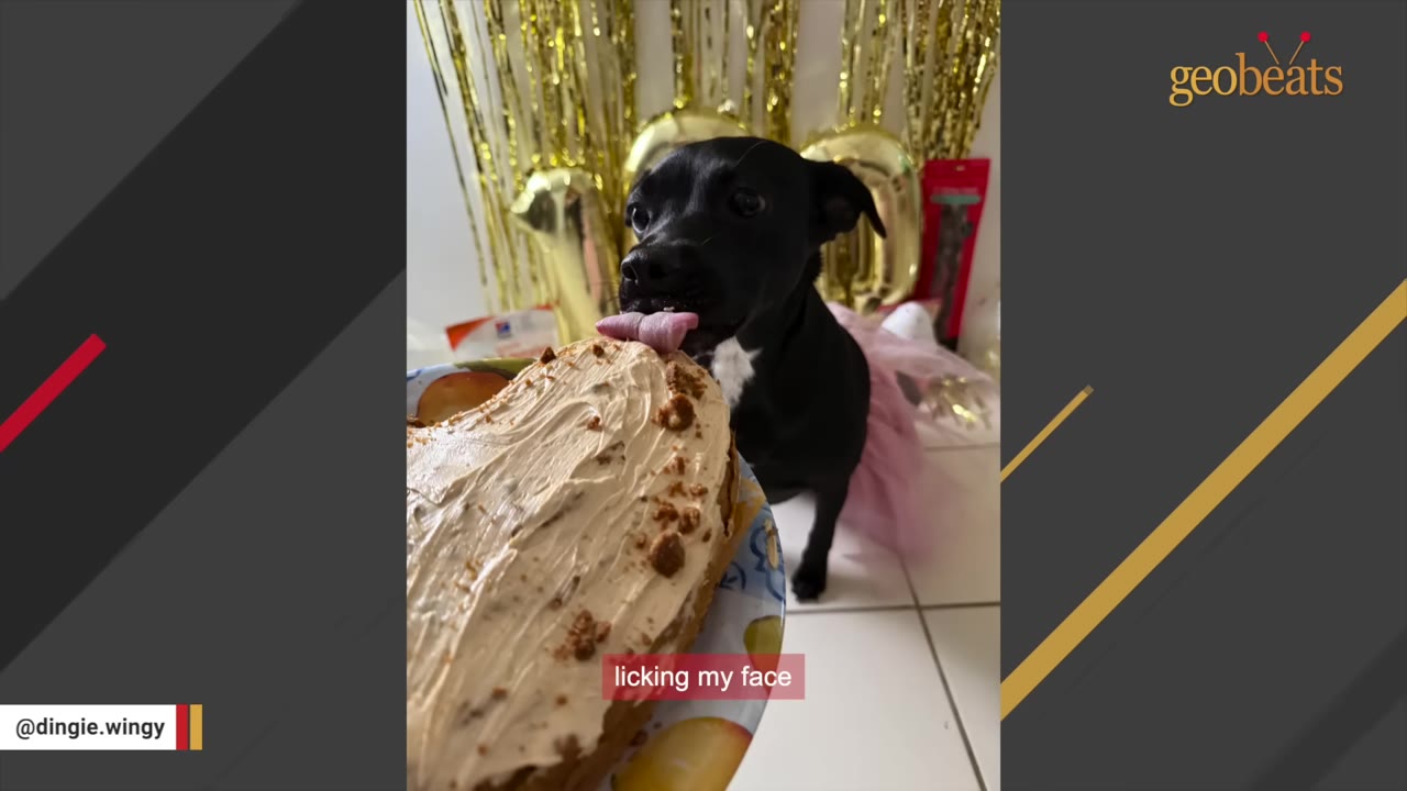A small black dog wearing a pink tutu licks frosting off a heart-shaped cake.