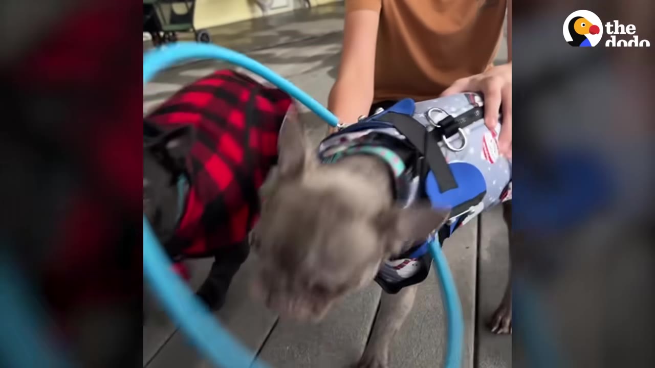 A grey French bulldog wearing a blue patterned vest and a black French bulldog wearing a red plaid coat stand outdoors on a wooden deck.