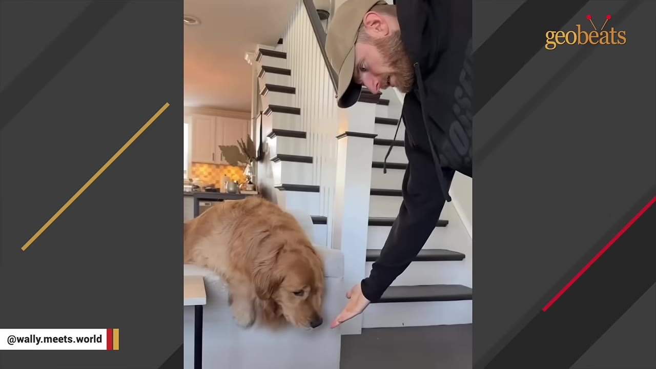 A golden retriever rests its head on the arm of a couch, looking downcast as a man in a baseball cap and black hoodie reaches out his hand to say goodbye near a staircase.