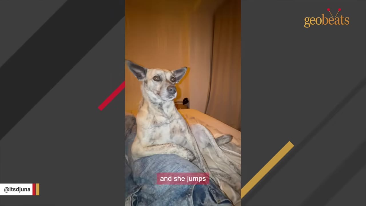 A medium-sized, light-colored dog with large pointed ears sits comfortably on a person's lap on a bed.
