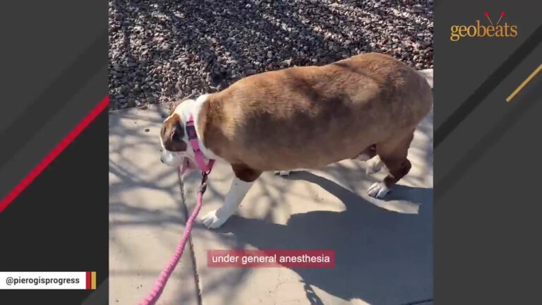 Senior Shelter Dog Weighed 110 Pounds, And Her Georgia Foster Mom Couldn’t Believe Her Size In Person