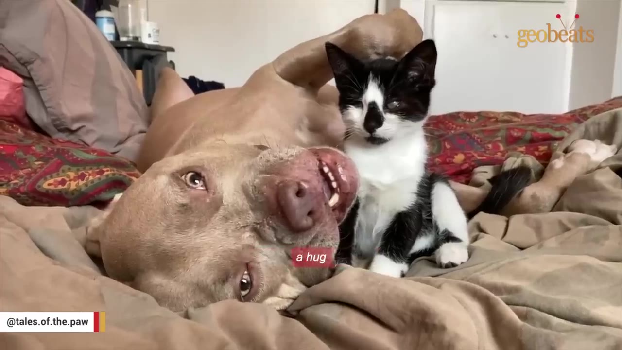 A tan pit bull lies on its back on a bed next to a small black and white kitten.