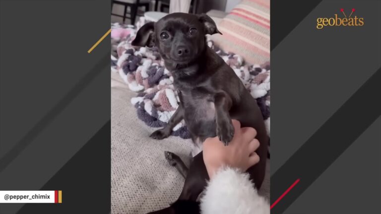 California Foster Dog Had Other Plans The Moment She Met The Woman Taking Her In