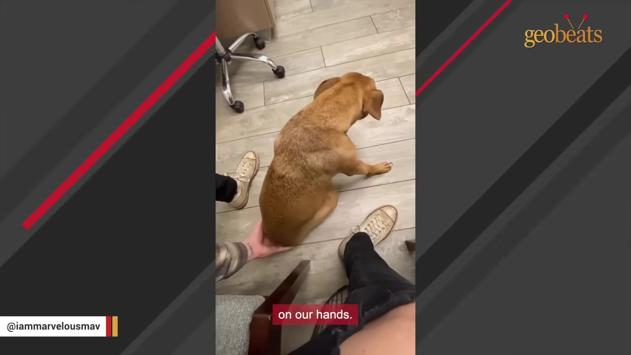 A brown dog sits on a light-colored tiled floor next to a rolling office chair, with a person's hand gently supporting its hindquarters.