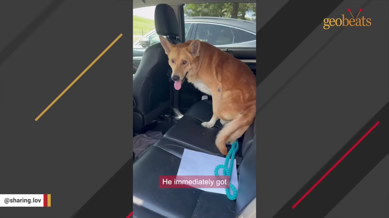 A tan dog with pointed ears sits on the black leather back seat of a car, looking forward with its tongue out.