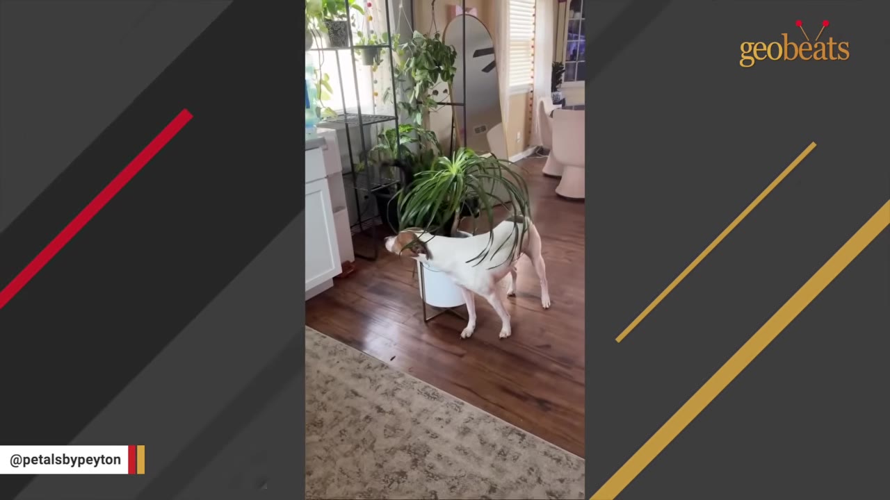 A white and brown dog gently walking underneath the long green leaves of a potted houseplant.