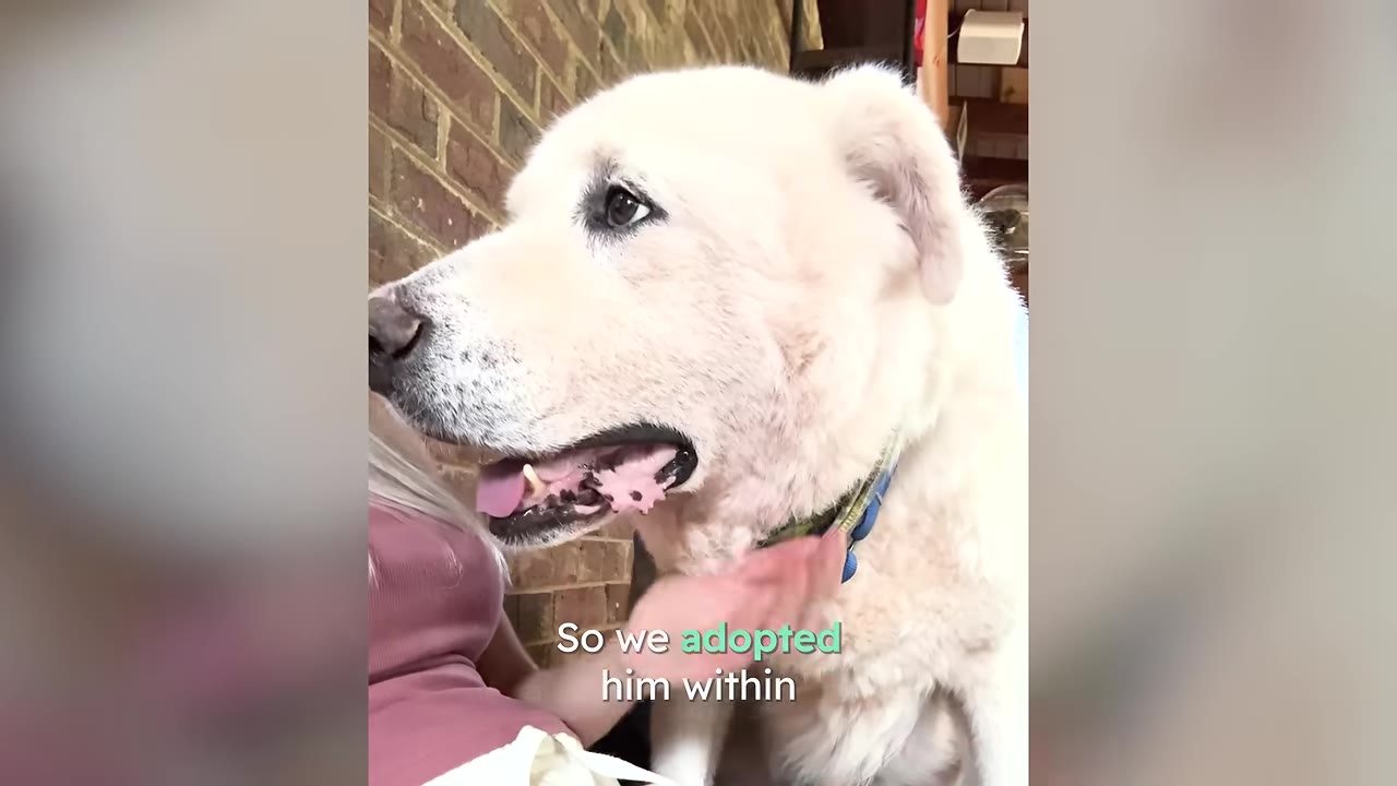 A close-up shot of a large white dog being petted on the neck by a woman, with text on the screen reading 'So we adopted him within'.