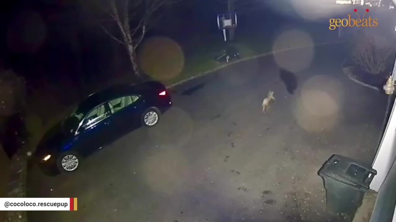 A security camera view at night showing a small brown dog running across a paved driveway next to a parked dark blue sedan.