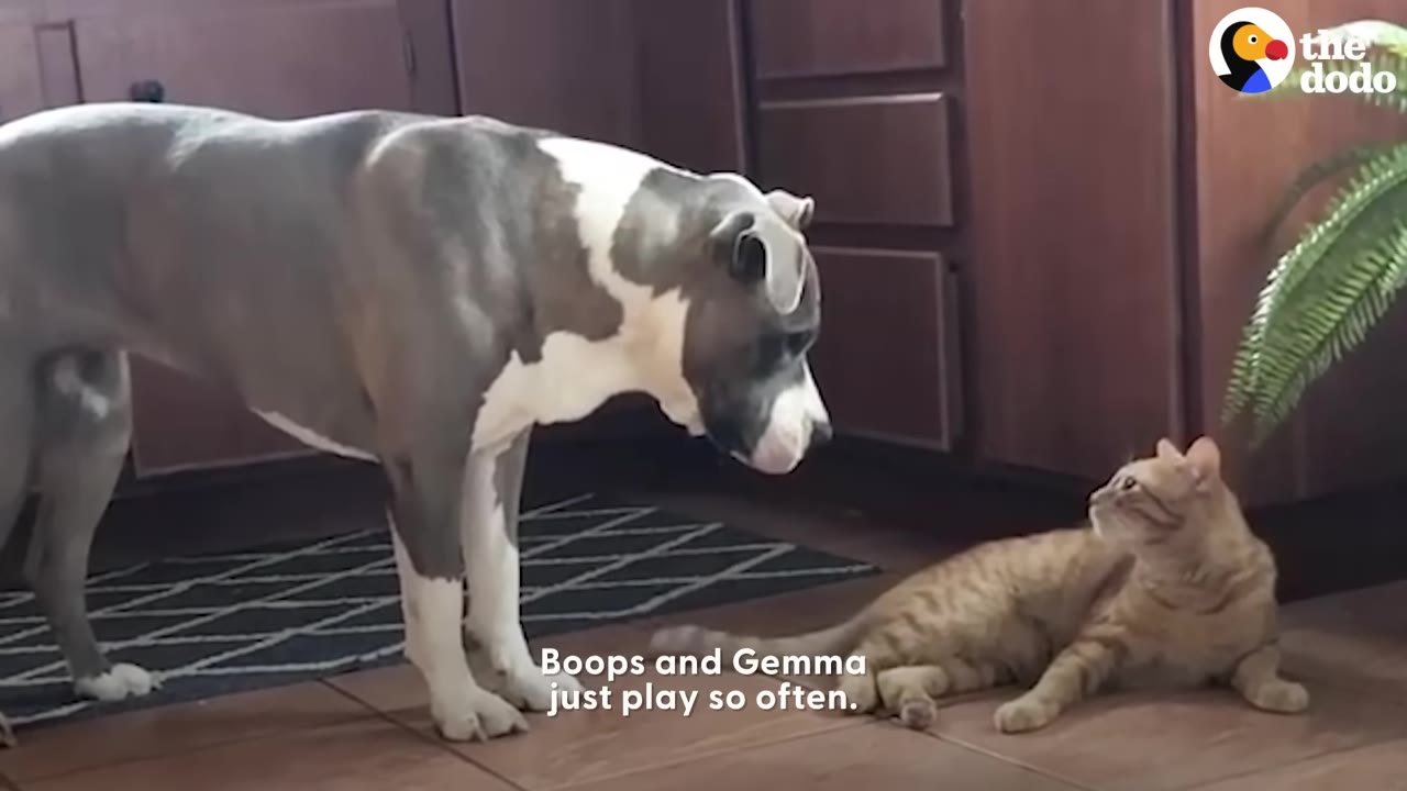 A grey and white pit bull stands in a kitchen, looking down at an orange tabby cat lying on the floor as they look at each other.