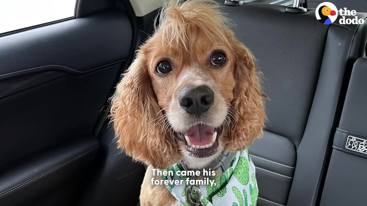 A close-up of a groomed light brown dog with fluffy ears and a tuft of hair on its head, smiling in the back seat of a car while wearing a green cactus-patterned bandana.