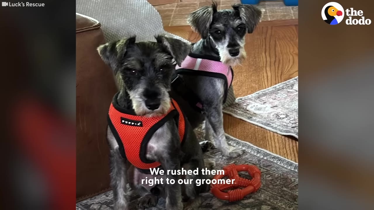 Two small, freshly groomed schnauzer-mix dogs wearing harnesses sit on a rug, looking directly at the camera.