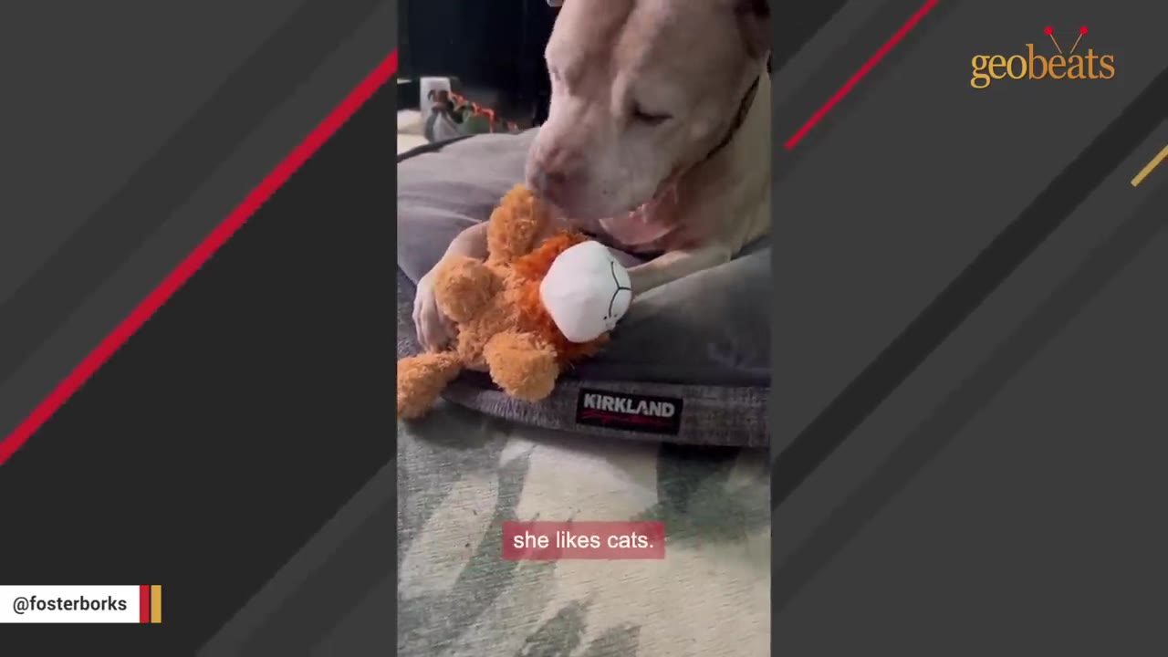 A light-colored dog rests on a gray pet bed, gently holding a stuffed lion toy with its paws and muzzle.
