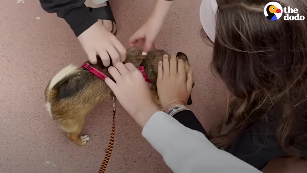 A high-angle shot of a small brown and black dog wearing a pink harness and leash, being petted by two people on a reddish-pink sidewalk.