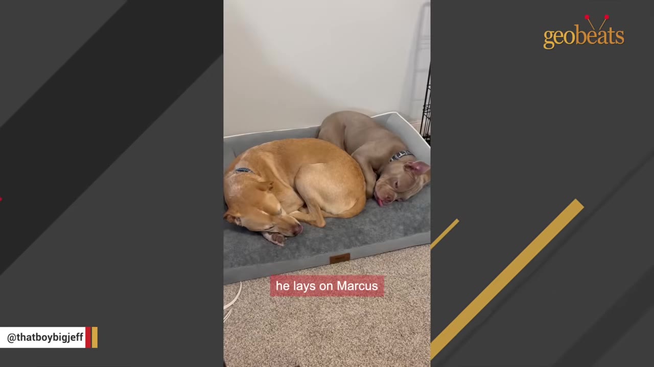 Two dogs curled up together sleeping in a grey dog bed.