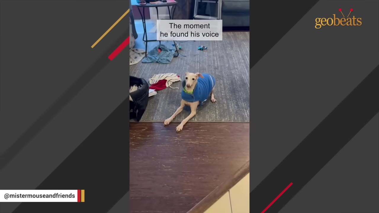 A small white dog wearing a blue sweater is in a play bow position on a grey rug, with text overlay reading 'The moment he found his voice'.