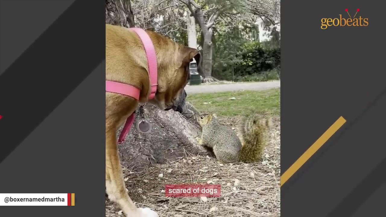 A brown dog wearing a pink harness stands close to a wild squirrel on the ground, with both animals looking directly at each other.