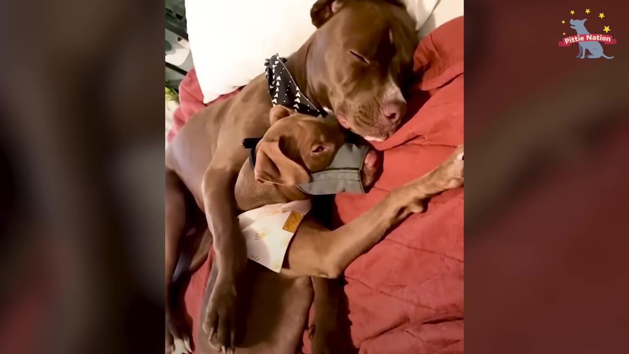 An older brown dog and a younger brown puppy wearing a soft muzzle cuddle closely together on a red blanket.