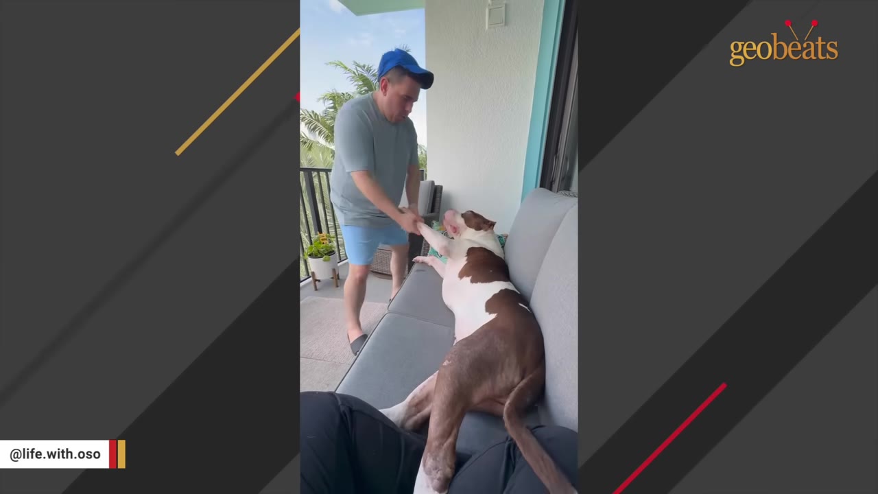 A large brown and white dog lies on an outdoor couch on a balcony, reaching its paw out to a man wearing a blue cap and grey shirt.