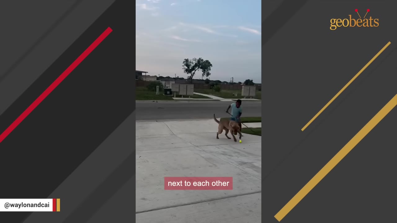 A young boy and a large brown dog playing with a tennis ball on a concrete driveway.