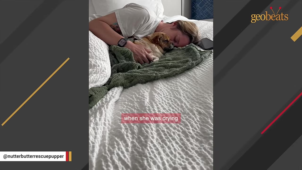 A small brown and white dog cuddles close to a person lying on a bed, offering comfort.