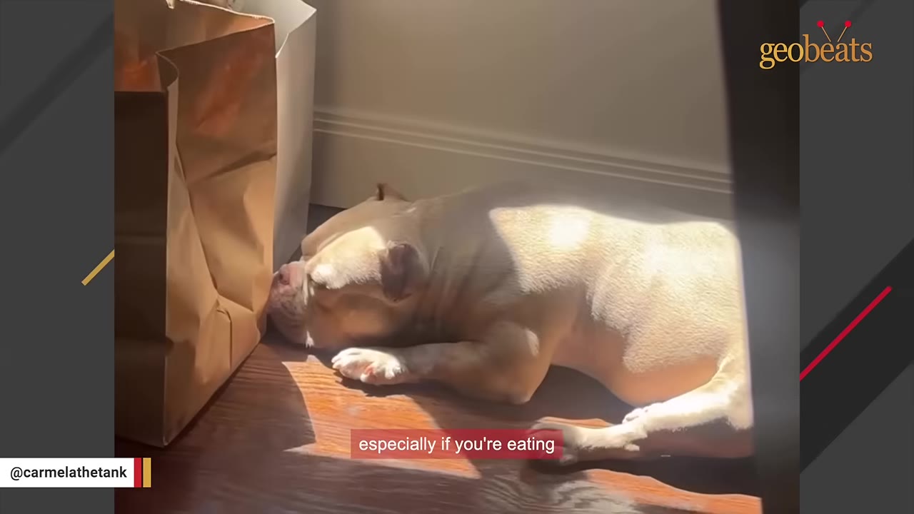 A light-colored bulldog lies on a wooden floor in a patch of sunlight next to a brown paper grocery bag.