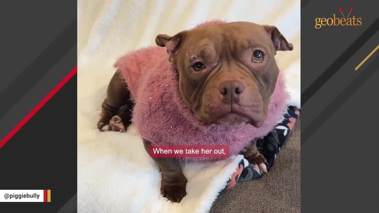 A brown bulldog-type dog wearing a fuzzy pink sweater sits on a white blanket and looks up at the camera.