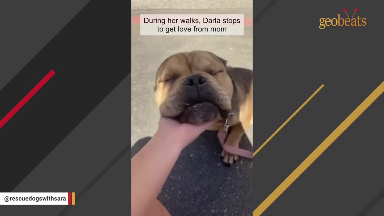 A brown bulldog rests her chin contentedly in a person's hand with her eyes closed.