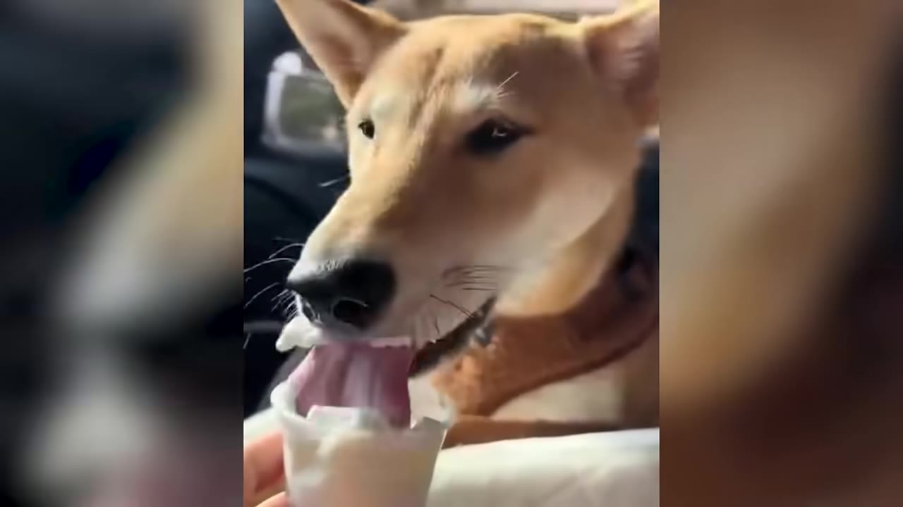 A close-up of a tan, medium-sized dog with pointed ears licking ice cream from a small white cup.