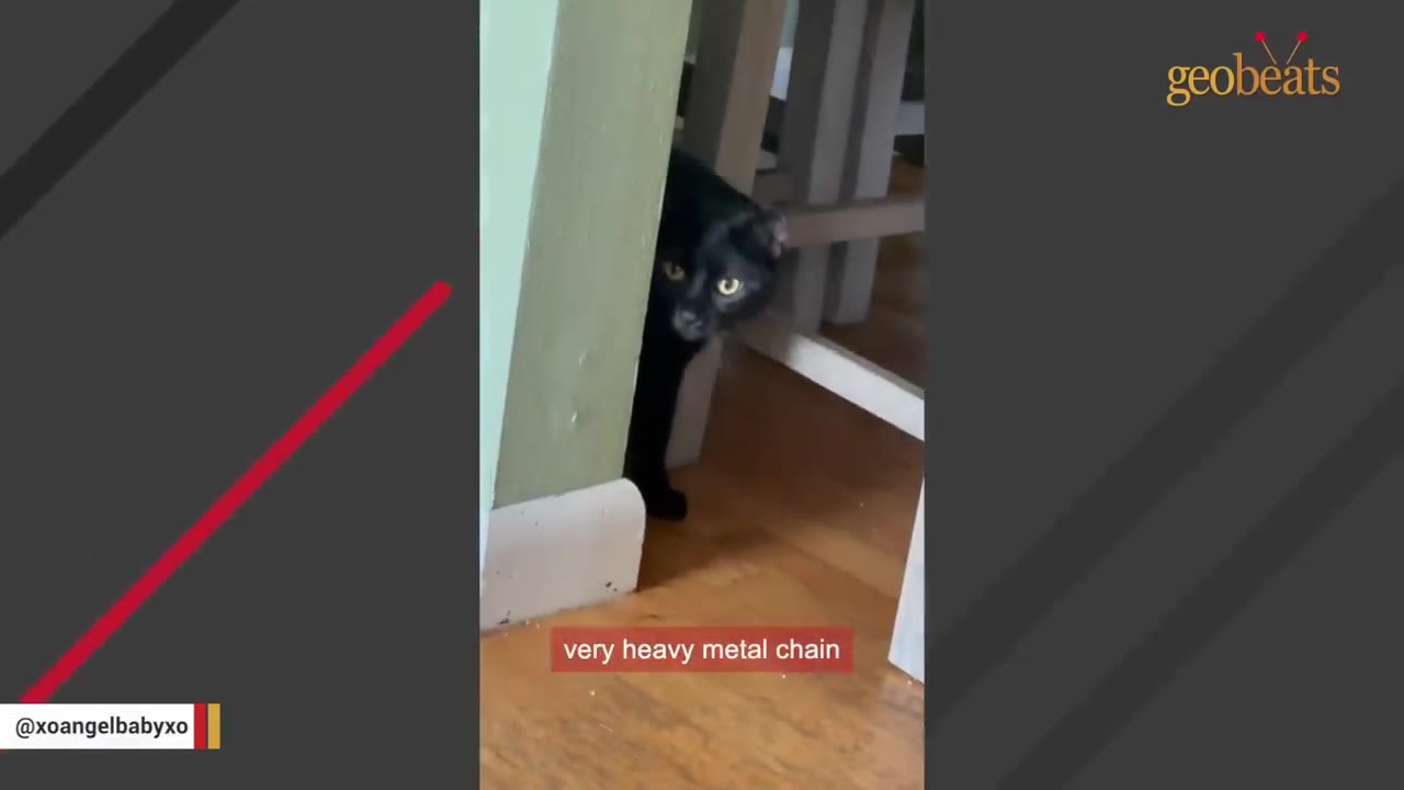 A black cat peeking out from behind a light green wall next to a wooden chair on a hardwood floor.