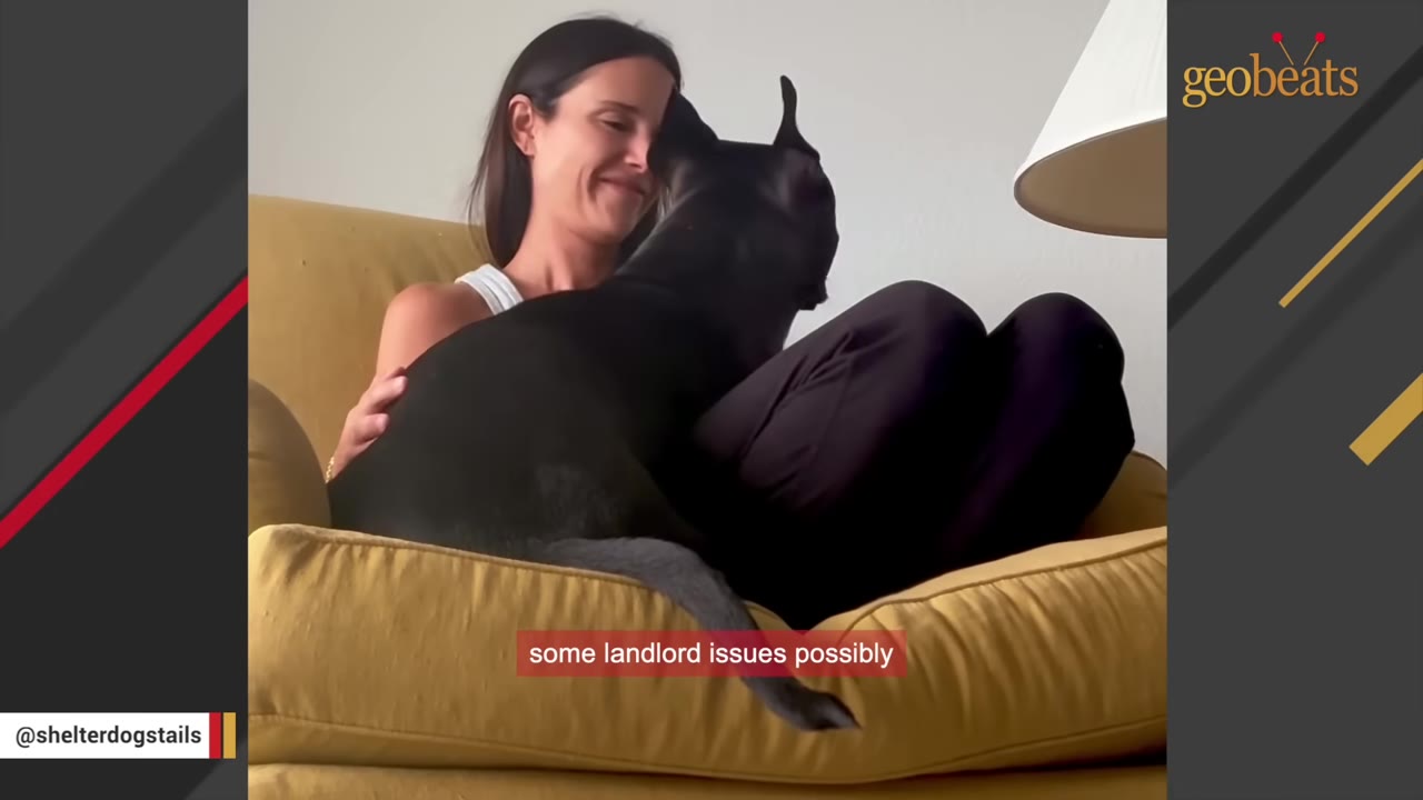 A close-up shot of a black dog sitting on the lap of a smiling woman in a yellow armchair.