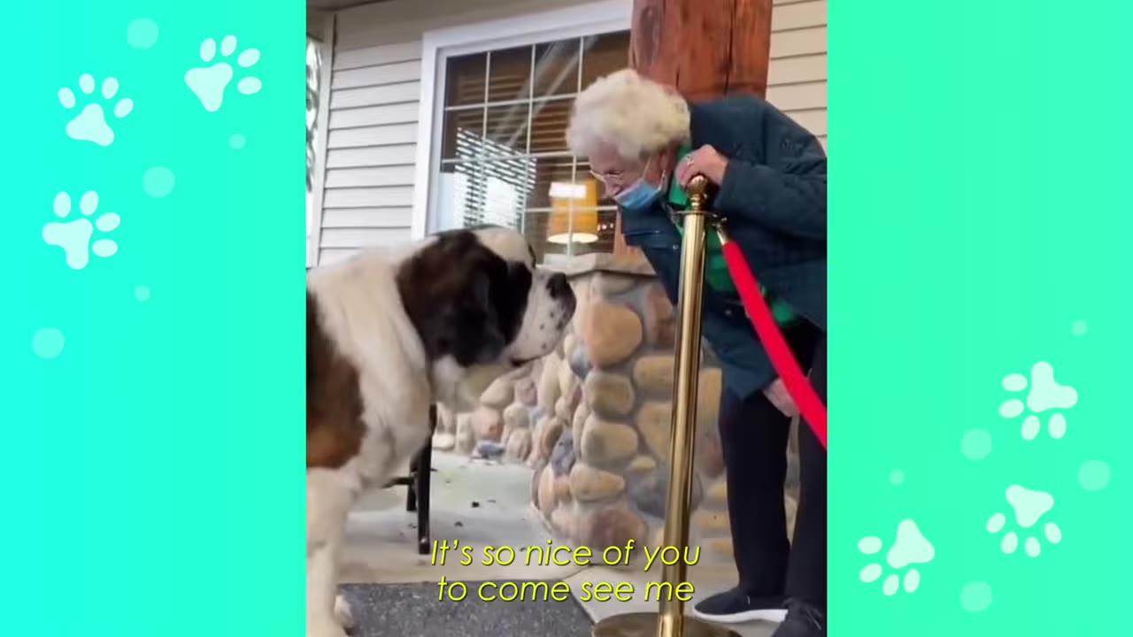 A large Saint Bernard dog stands outside a building, looking up at an elderly woman who leans forward to greet him with a smile.