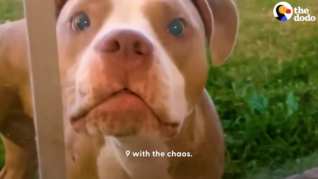 A close-up of a brown and white dog looking directly into the camera with wide eyes on a grassy background.