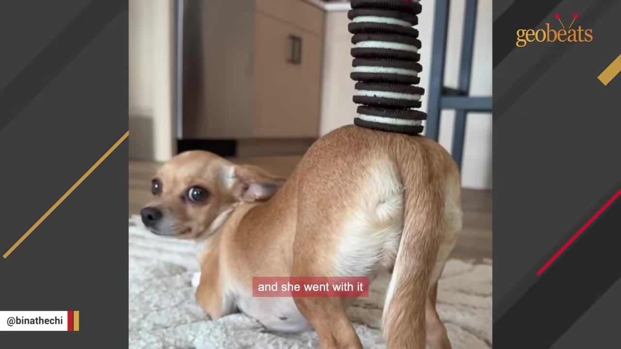 A small tan Chihuahua in a play bow position with a tall stack of chocolate sandwich cookies balanced on her lower back.