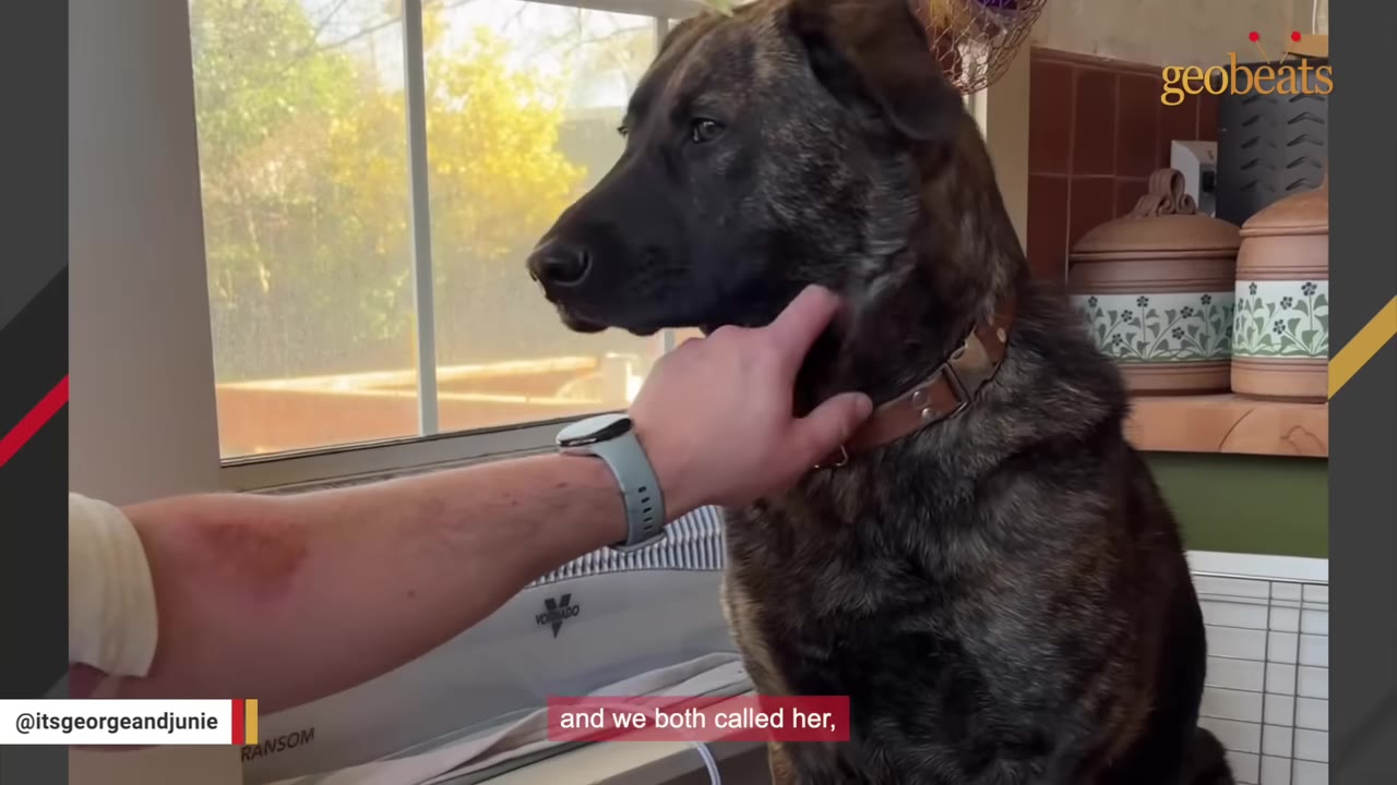 A close-up of a person's hand gently petting a brindle dog under its chin near a window.