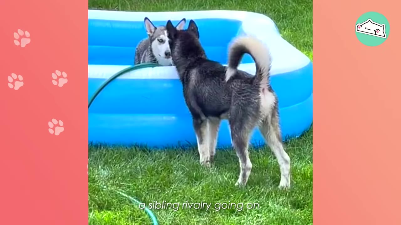 Two Siberian Huskies facing each other near a blue inflatable pool on a grassy lawn.