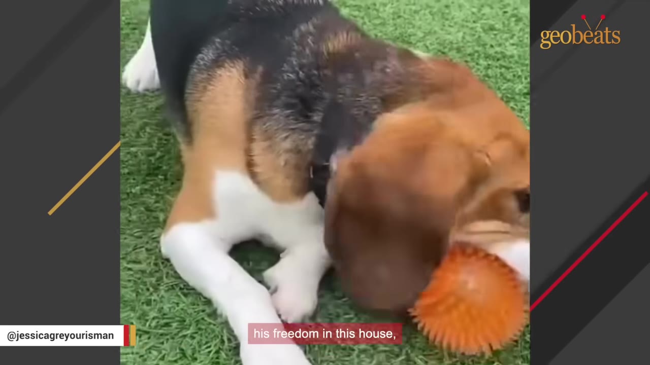 A tricolor beagle lies on green grass, playfully chewing on a bright orange spiky ball.