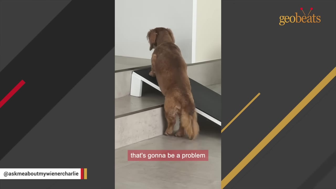 A brown dachshund stands at the bottom of a black ramp placed over indoor steps.