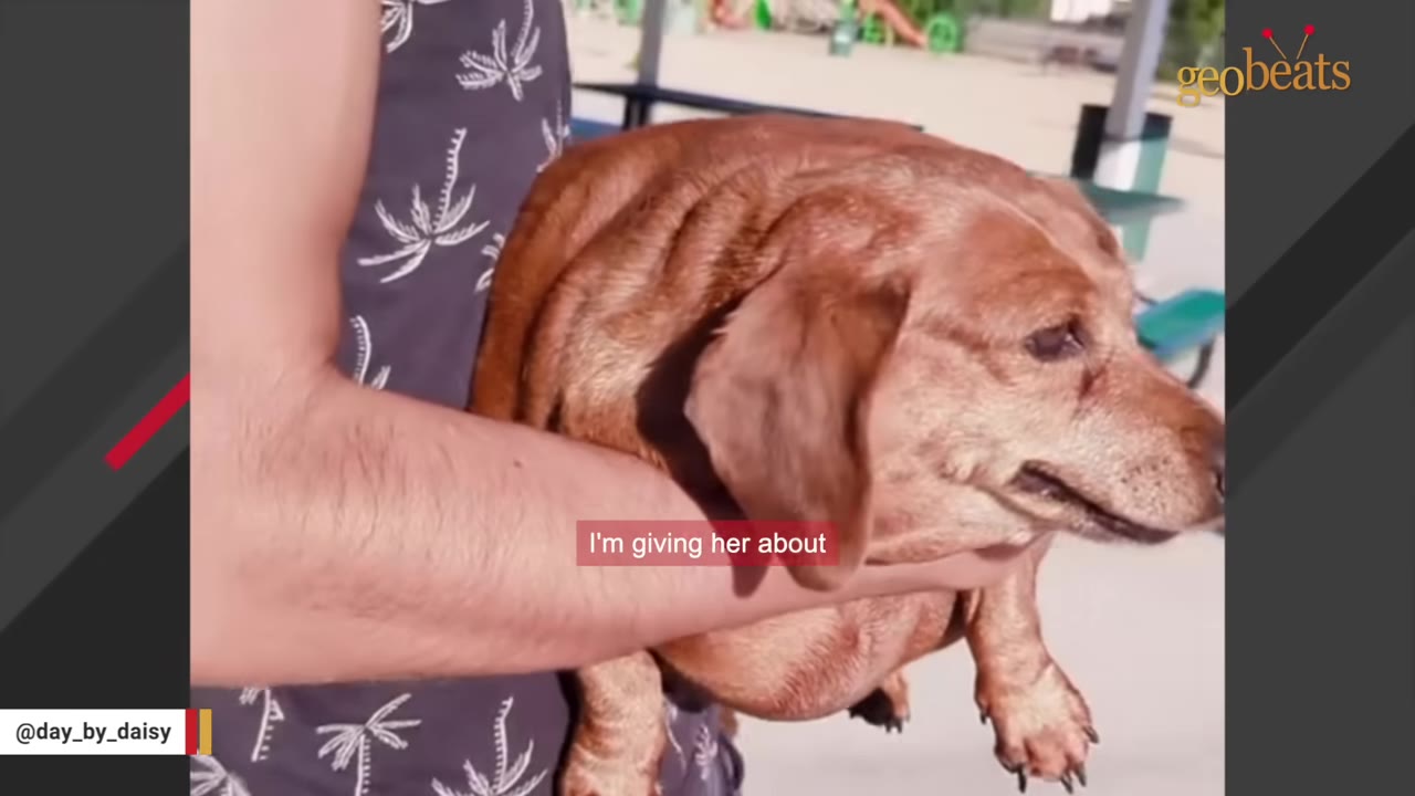 A person holding a very overweight brown dachshund in their arms outdoors.