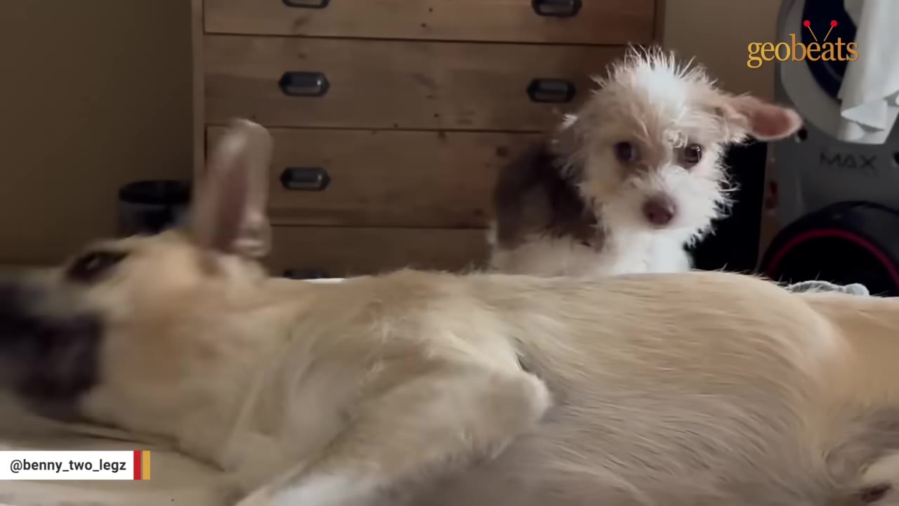 A small, scruffy white and brown puppy looks curiously at the camera while lying next to a larger tan dog.