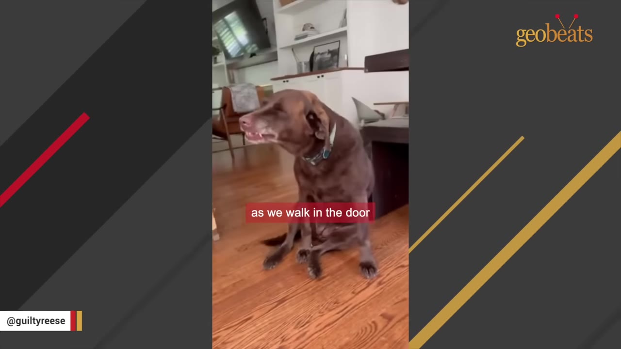 A senior brown dog sits on a wooden floor with a guilty expression.