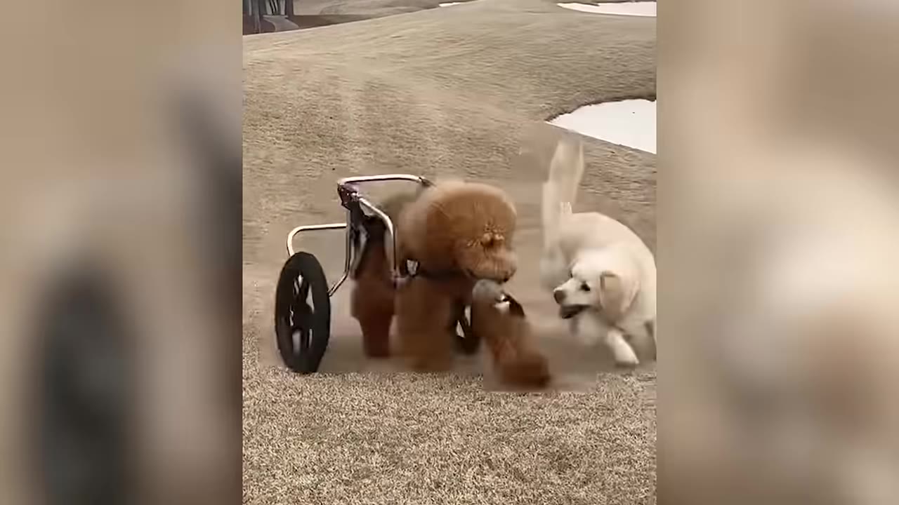 A fluffy brown dog in a wheeled cart interacts with a light-colored dog on a grassy hill.
