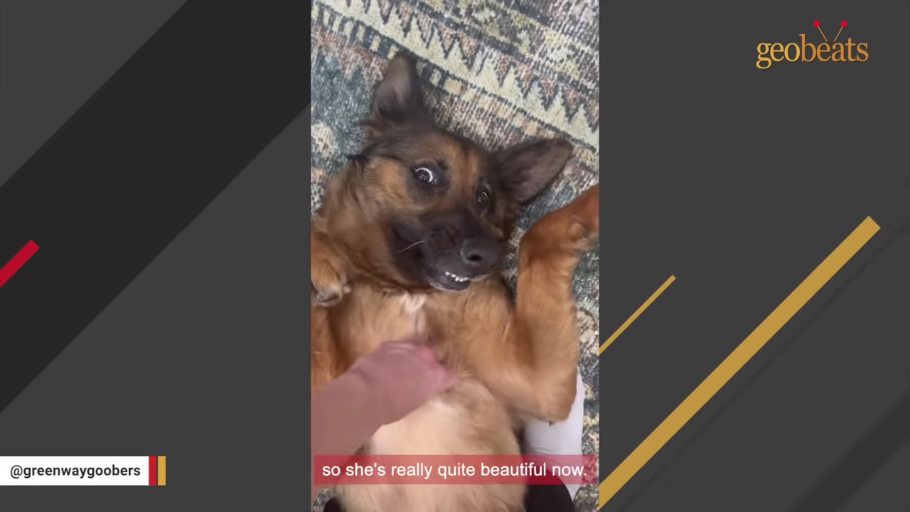 A brown and black dog lying on its back on a patterned rug, looking up with wide eyes and a slight grin as a hand rubs its chest.