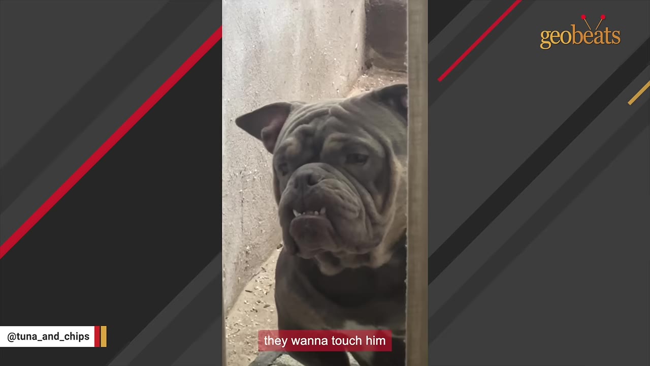 A close-up shot of a wrinkly grey bulldog with an underbite, looking curiously past a door frame.