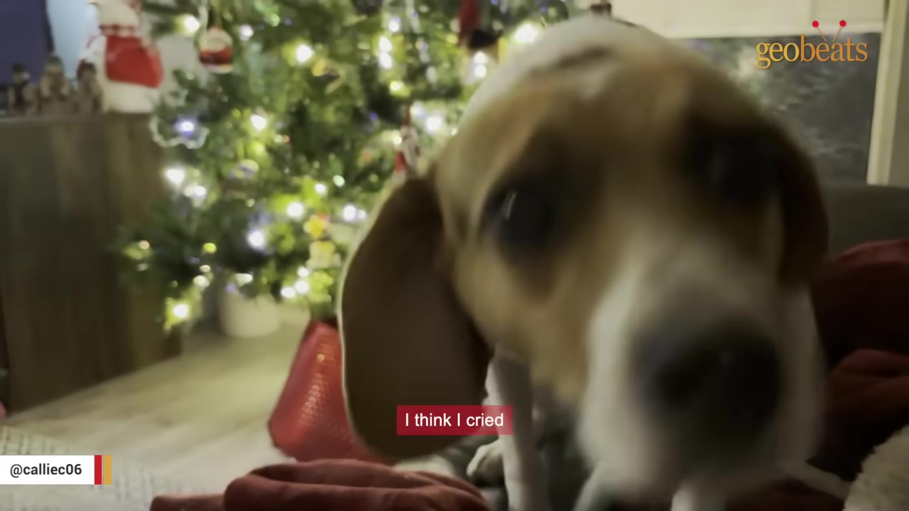 A close-up of a beagle dog leaning in towards the camera with a decorated Christmas tree blurred in the background.