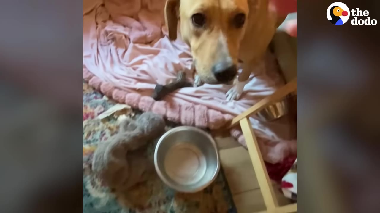 A light brown dog stands on a pink blanket, looking up directly at the camera with wide, curious eyes.